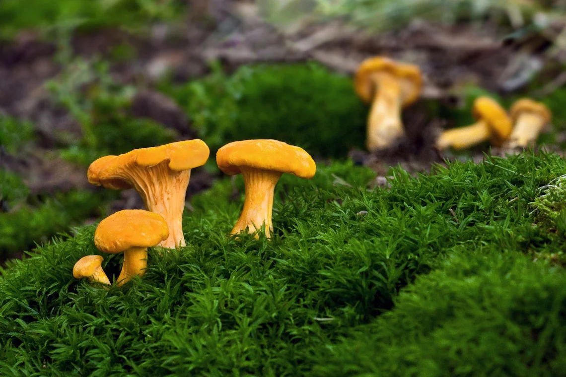 Toasted Pappardelle with Chanterelles and Hazelnuts — Beth Dunham