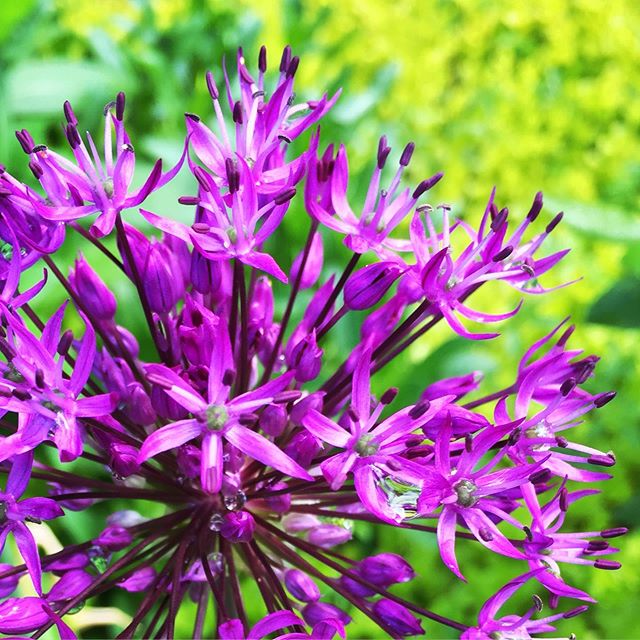 Onion madness! Planted a bunch of allium bulbs last fall and now I have lots of cheerful purple pom poms blooming😃 #gardenlife #allium #blooms #pompom #backyardgarden #gardenstyle