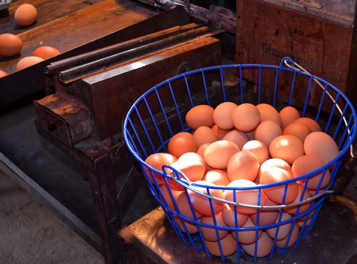 eggbasket.jpg