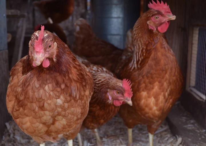 chickens.jpg