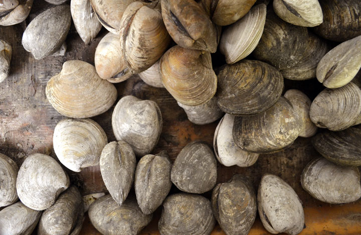 2013_hardclams_lluciano.jpg