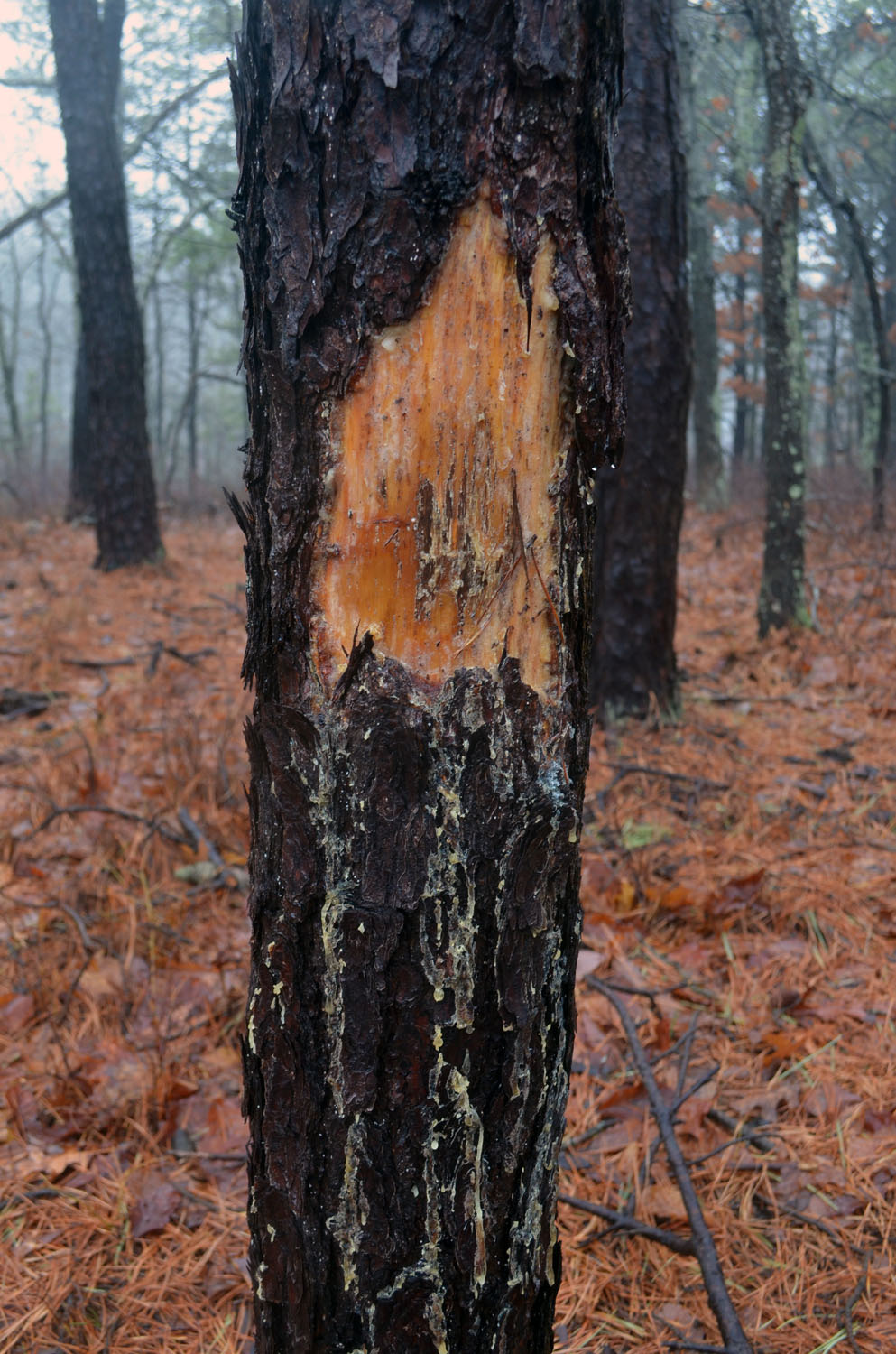 Will Native Planting Join the Popular Ranks of All Things Sustainable