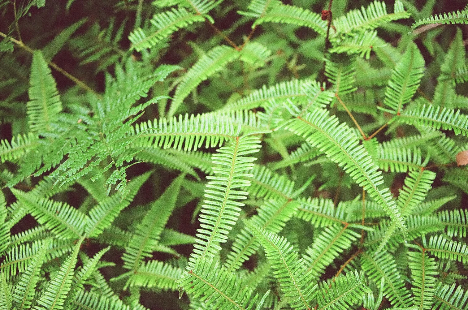 09530019.jpg