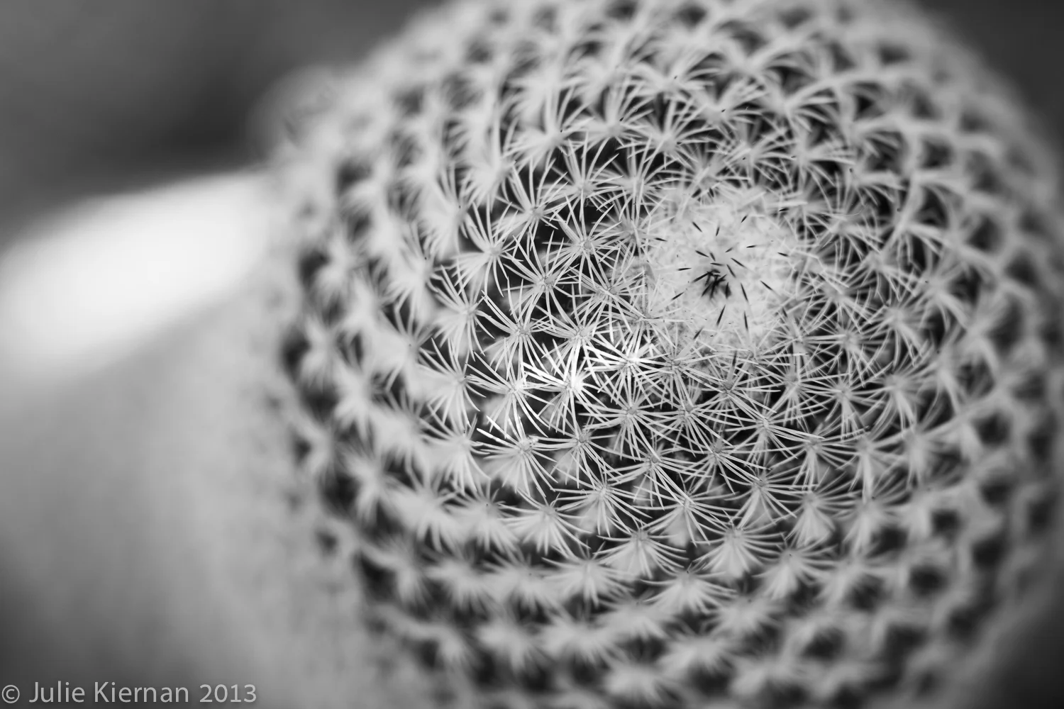 Desert Cactus in Black and White Macro