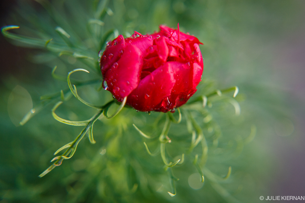 blog-39-macro-1-0110.jpg