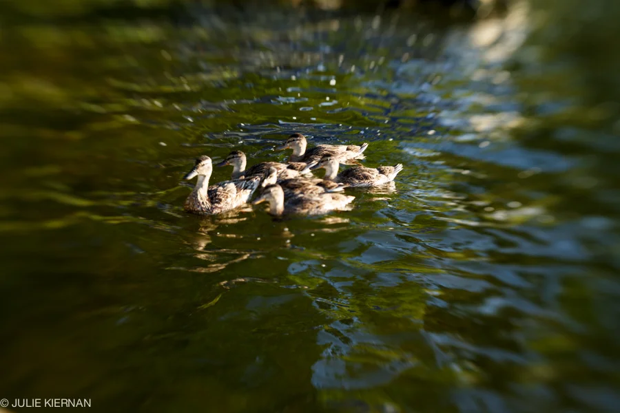 48:2 Ducks in Golden Light