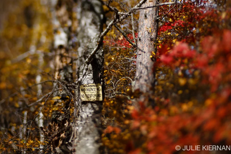 Week 3 52.2 No Hunting