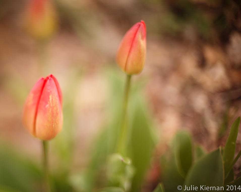 52.2.32c Tulips in Complimentary Colors