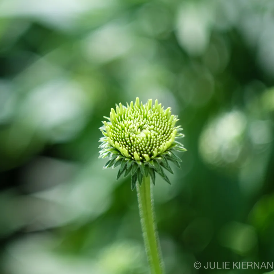 Mosaic 52.2.41 Coneflower Bud