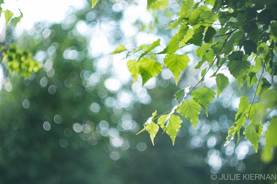 Foliage in Bokeh
