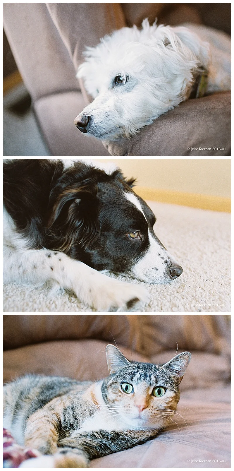 Love my fur babies