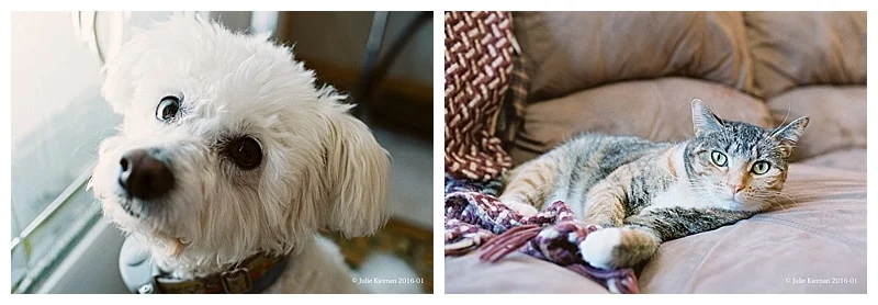 The dogs like to go outside, but she is an inside kitty only