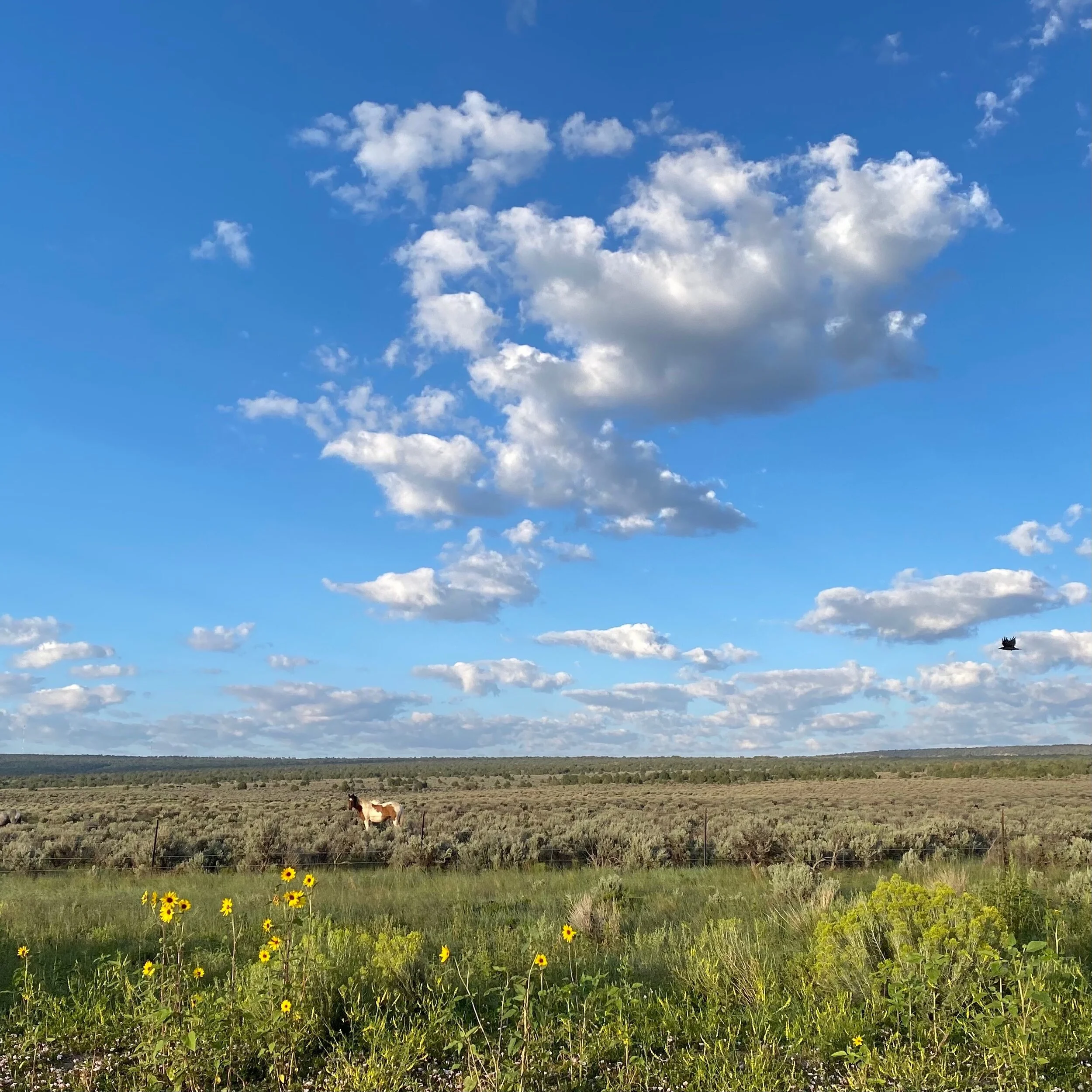 Wondrous Wanderings and Wildflowers