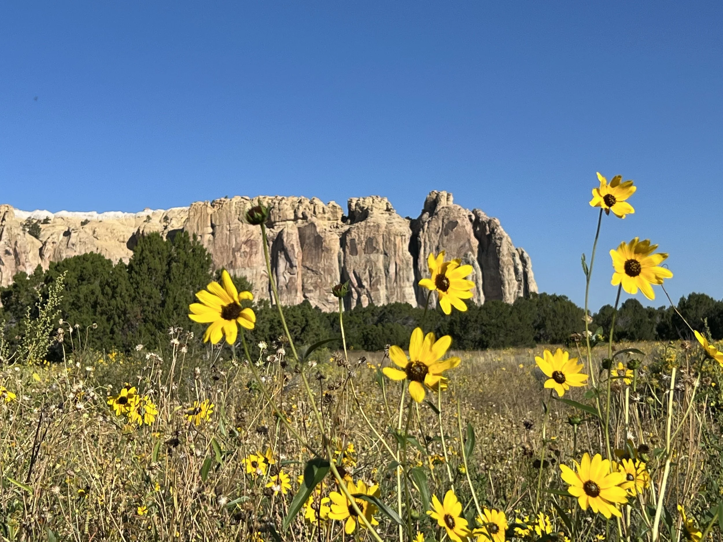 Fields of Flowers Fade into Fall