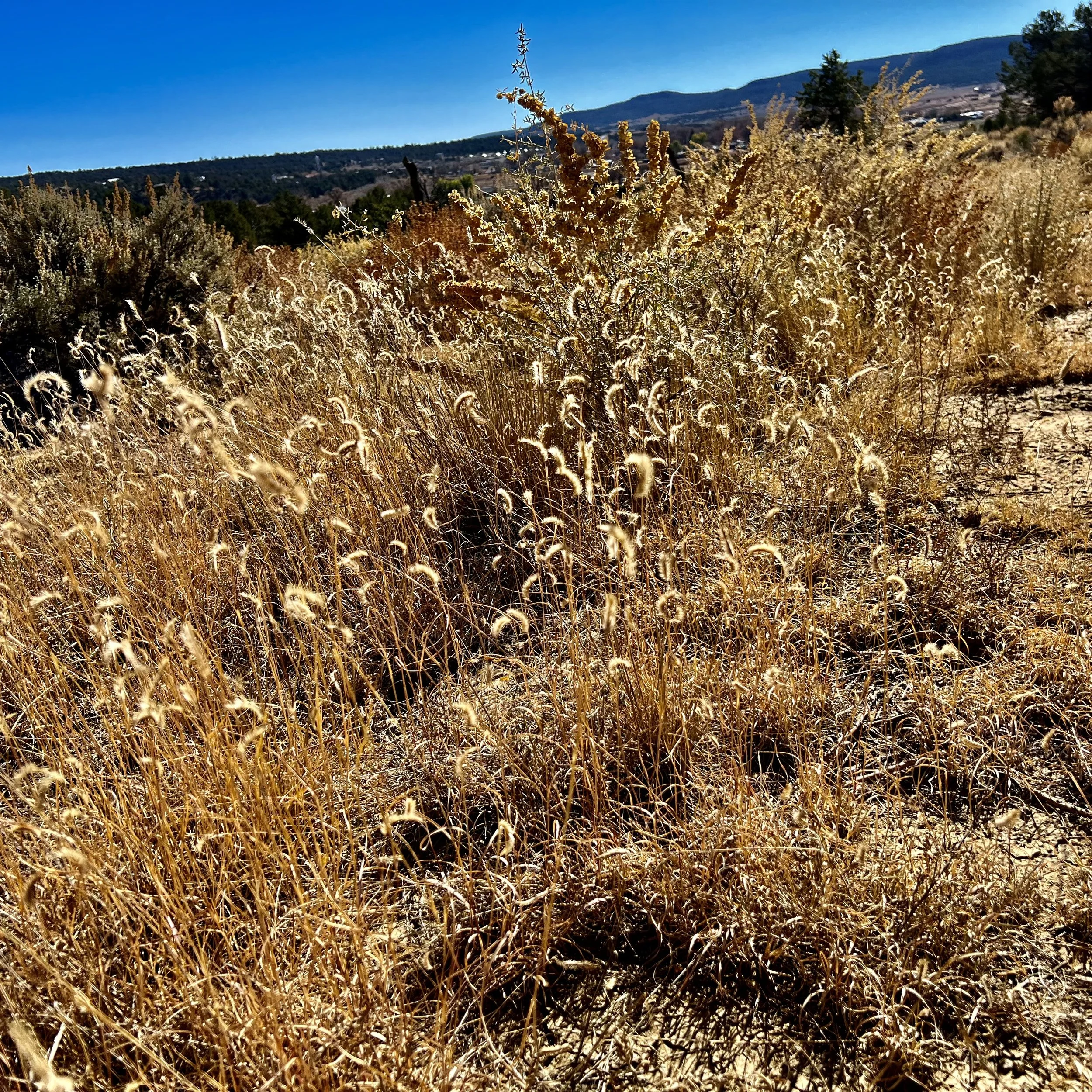 Tawny, Tan and Golden Grasses