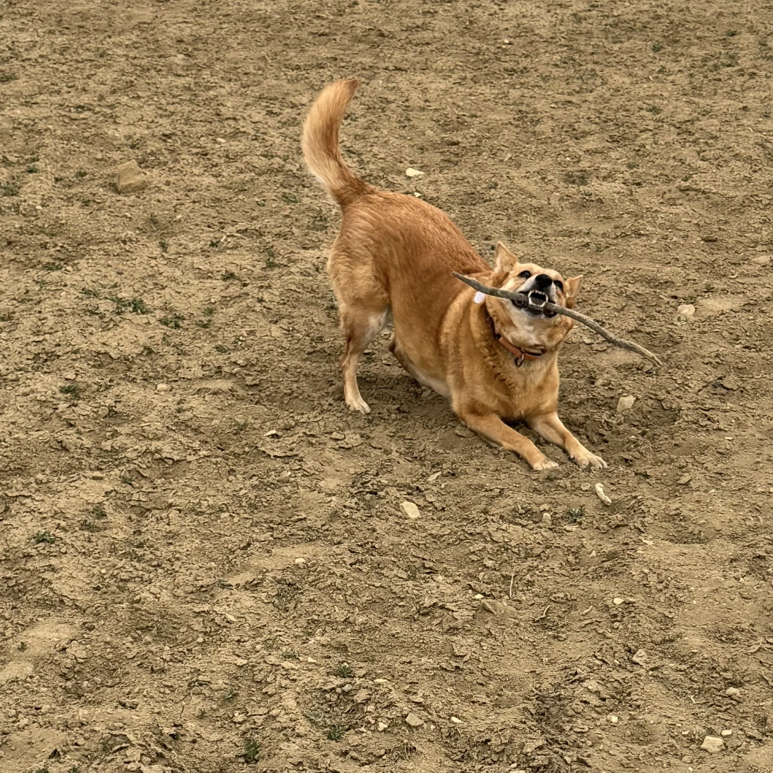 IMG_4212.jpeg