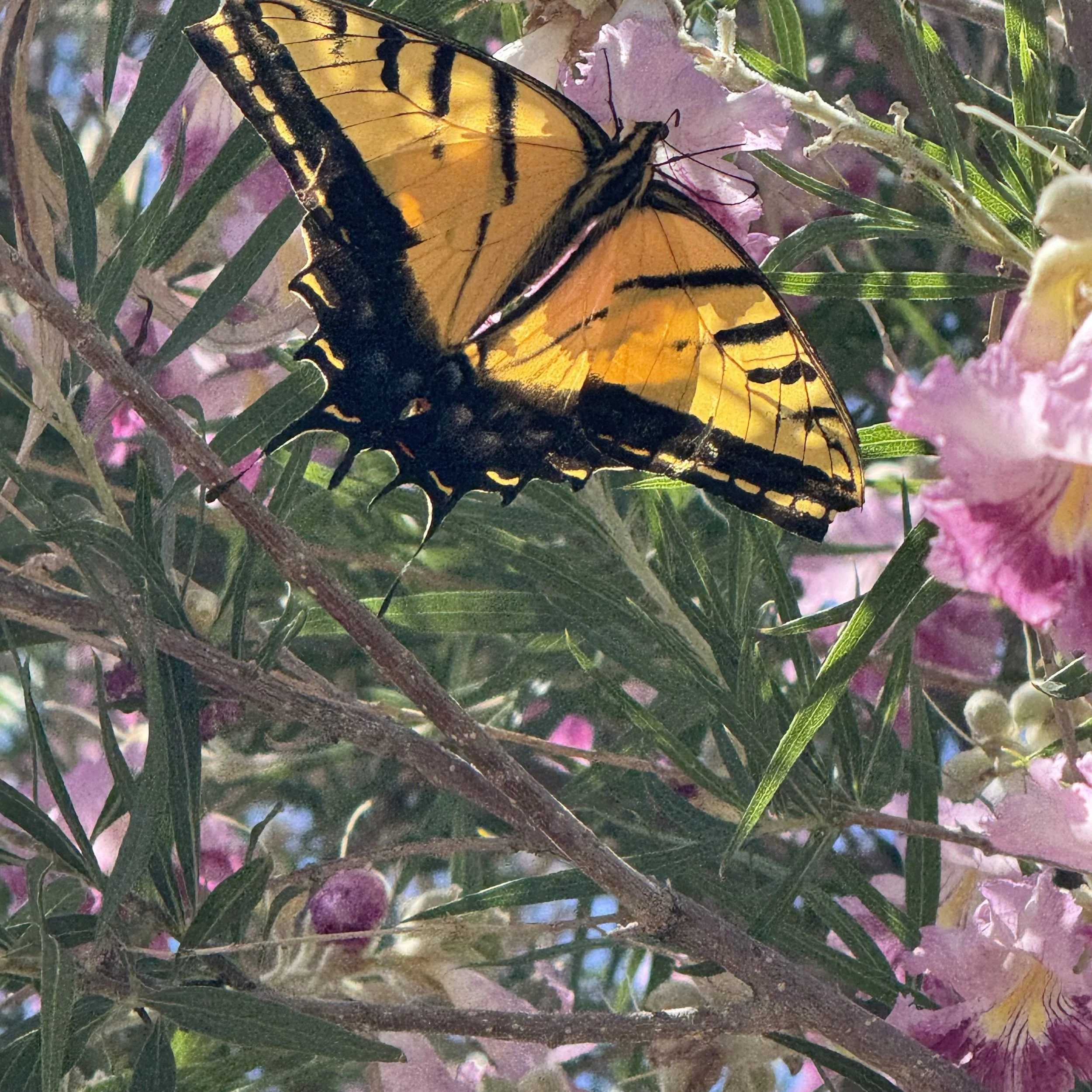 IMG_5040.jpeg