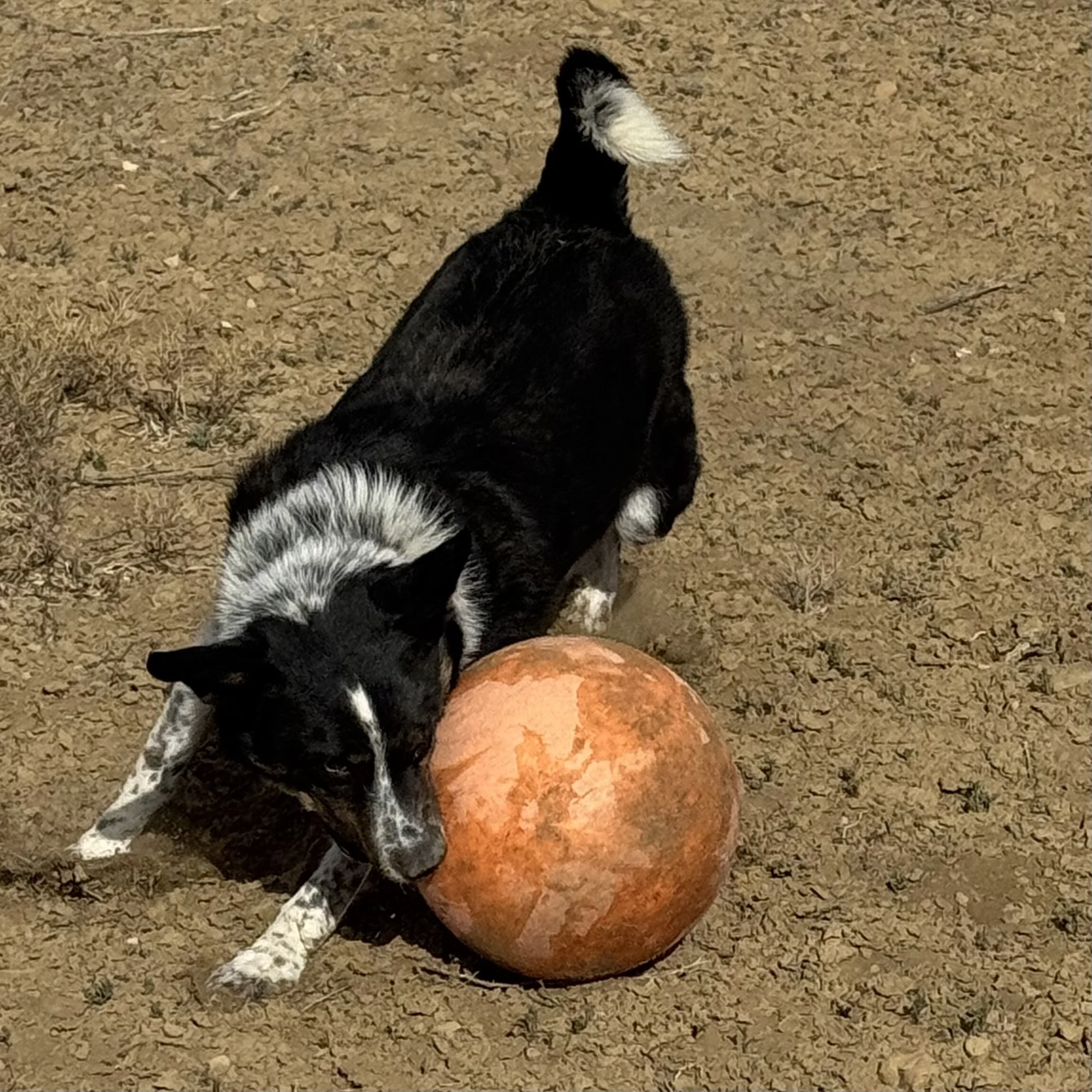 IMG_4947.jpeg