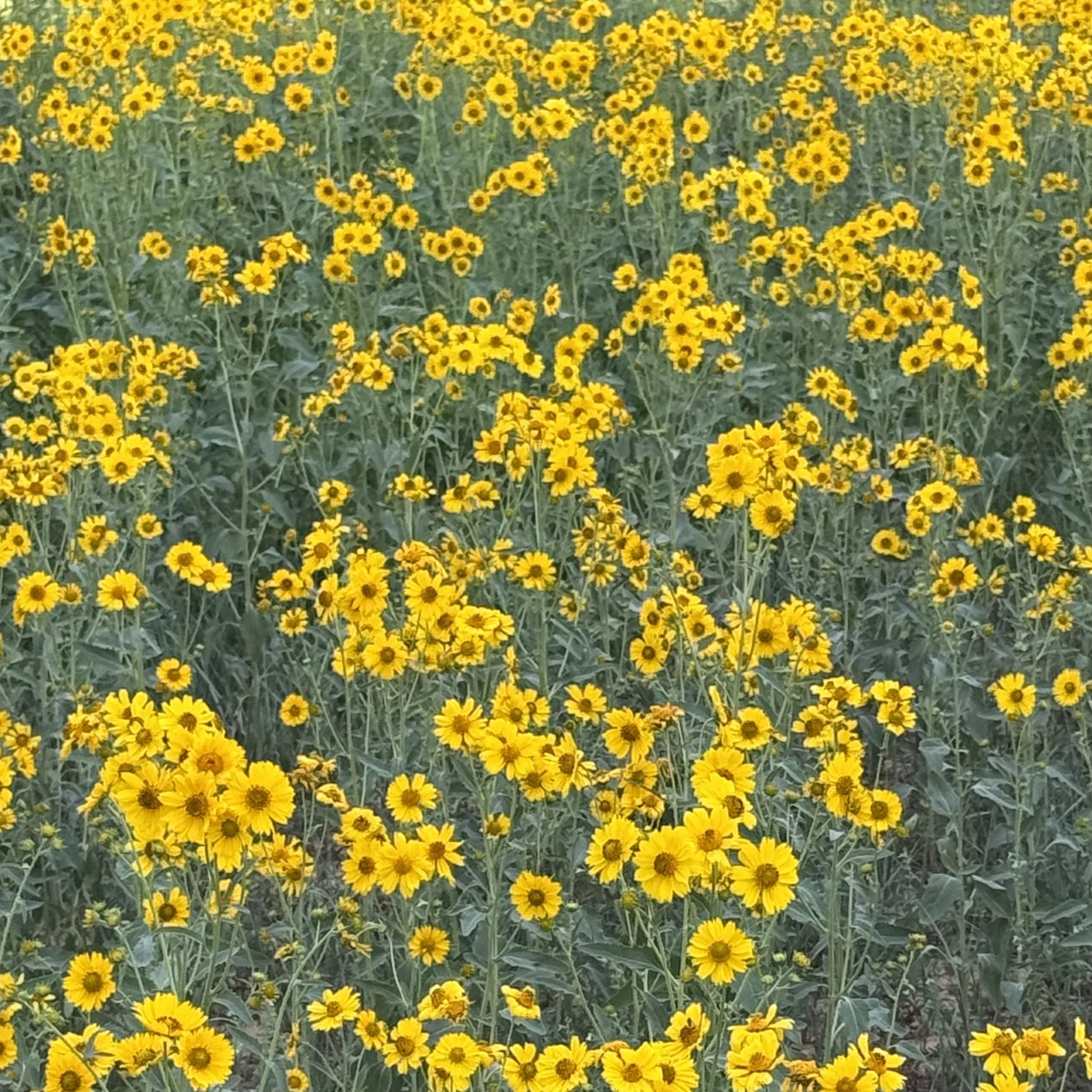 IMG_6232.jpeg