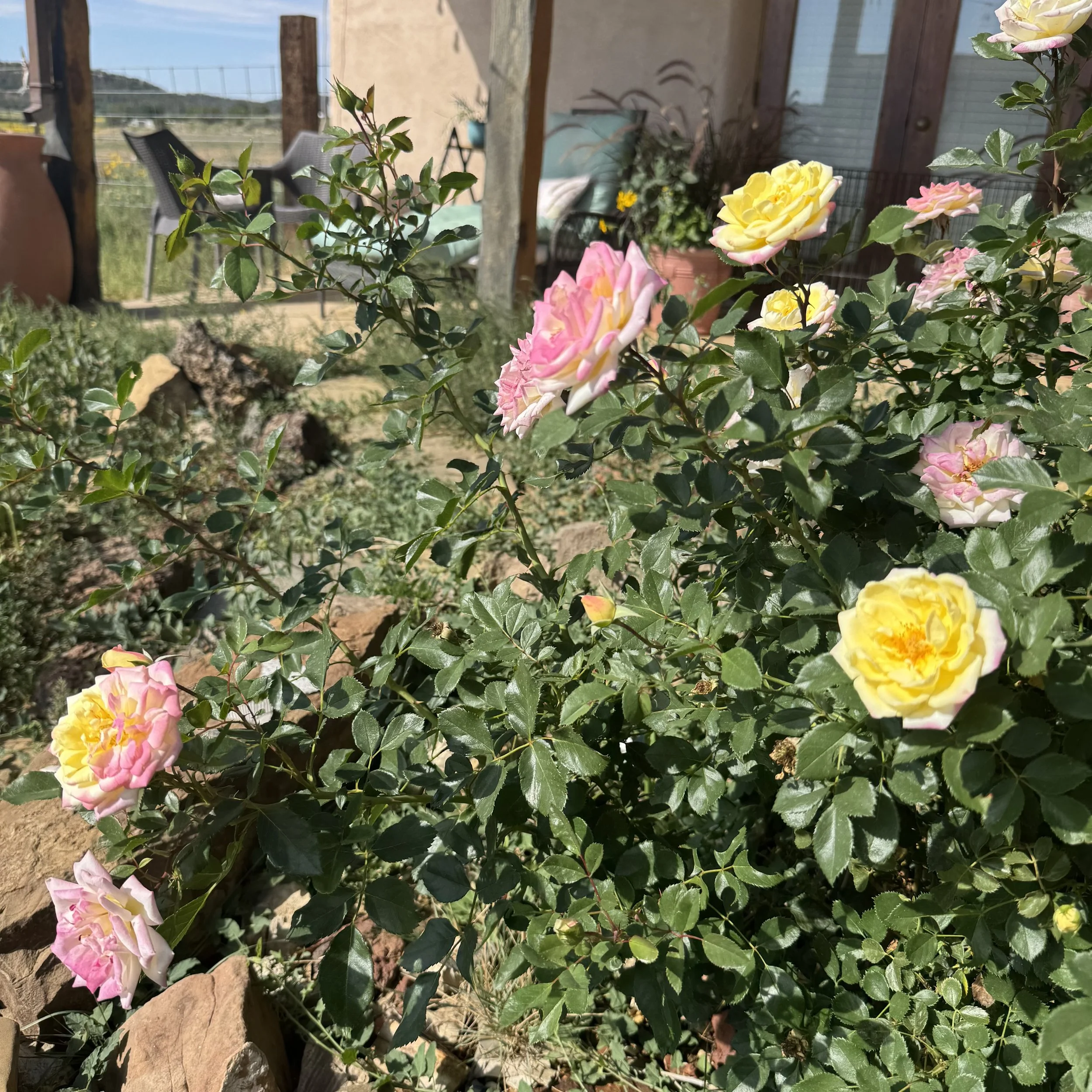 IMG_6197.jpeg