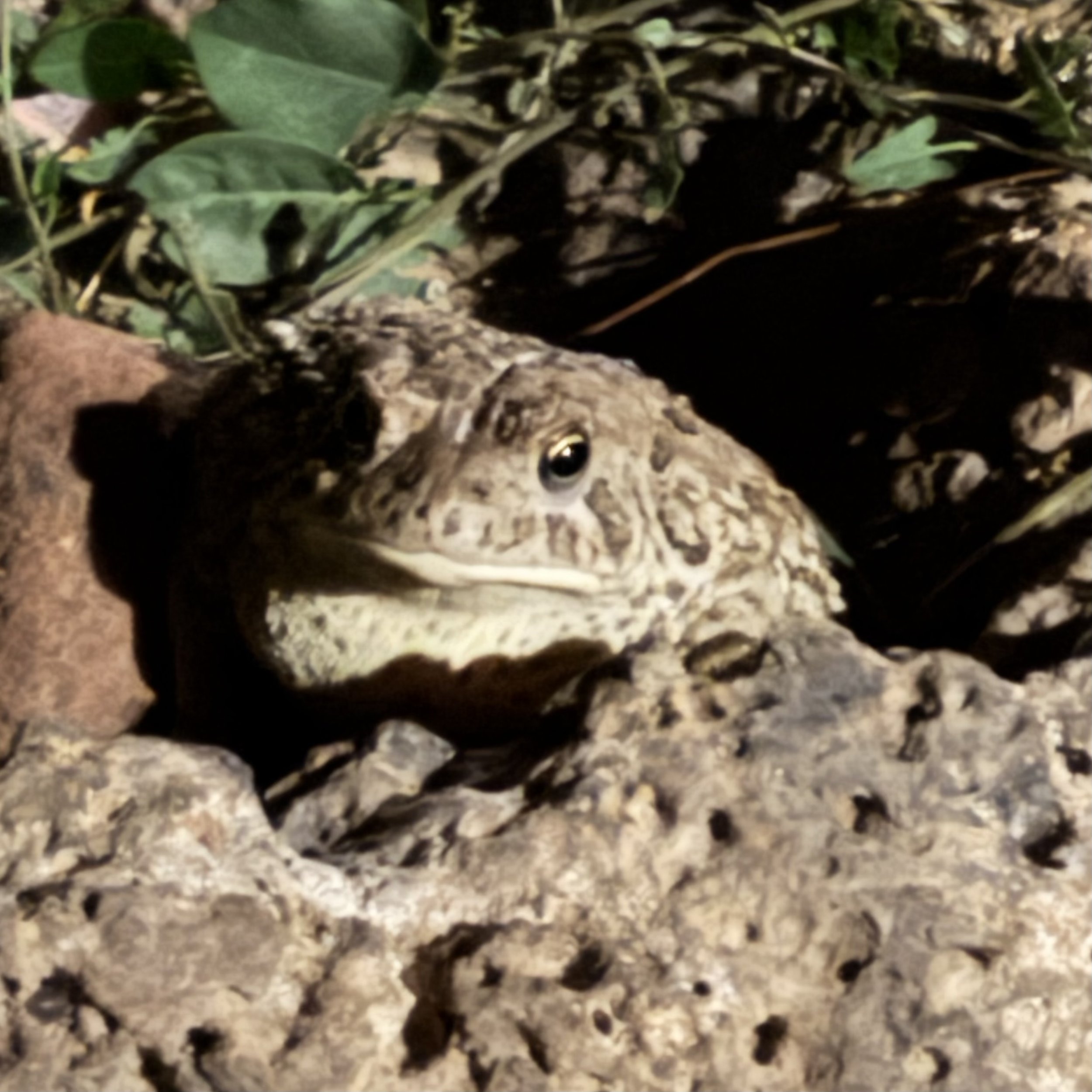 IMG_6022.jpeg