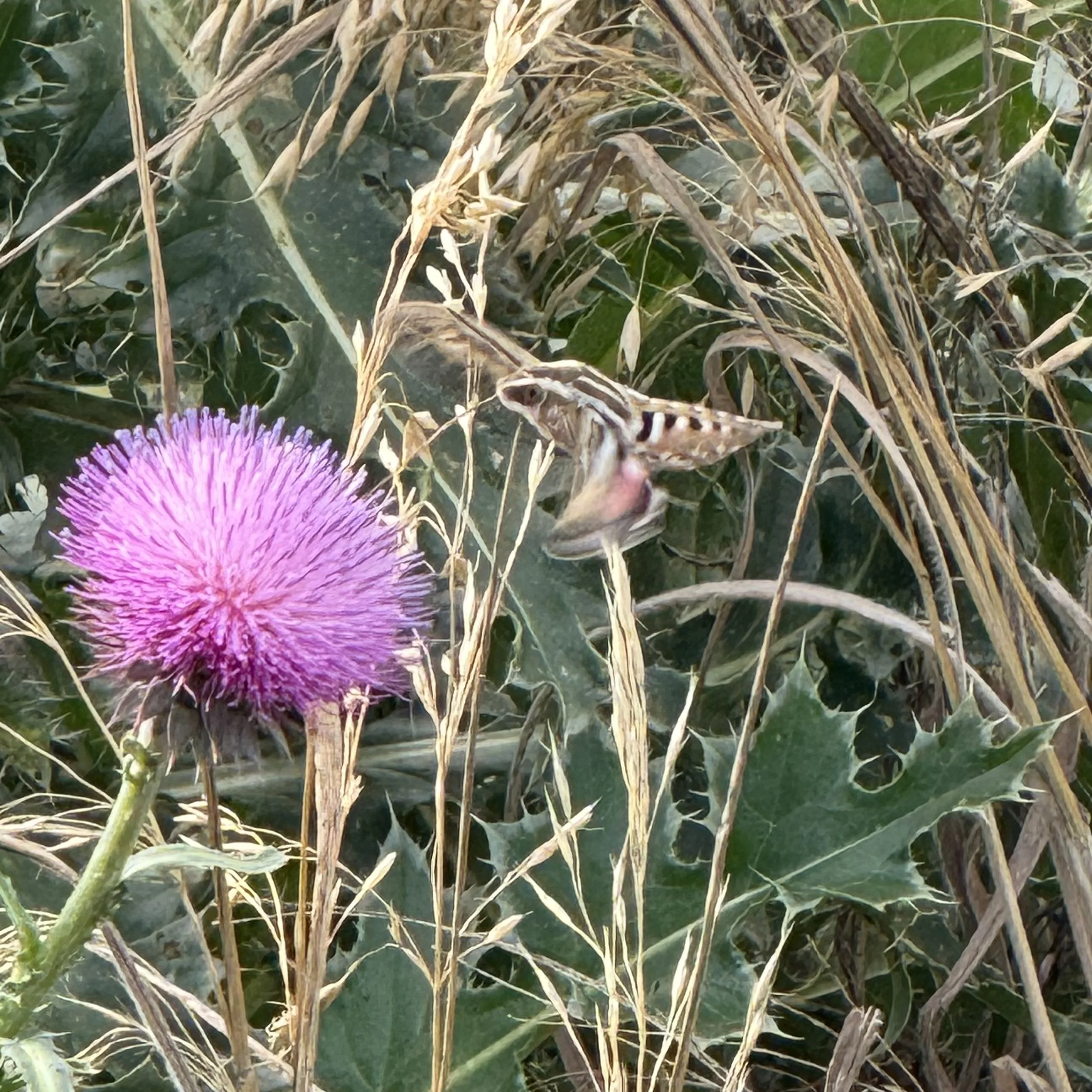 IMG_5840.jpeg