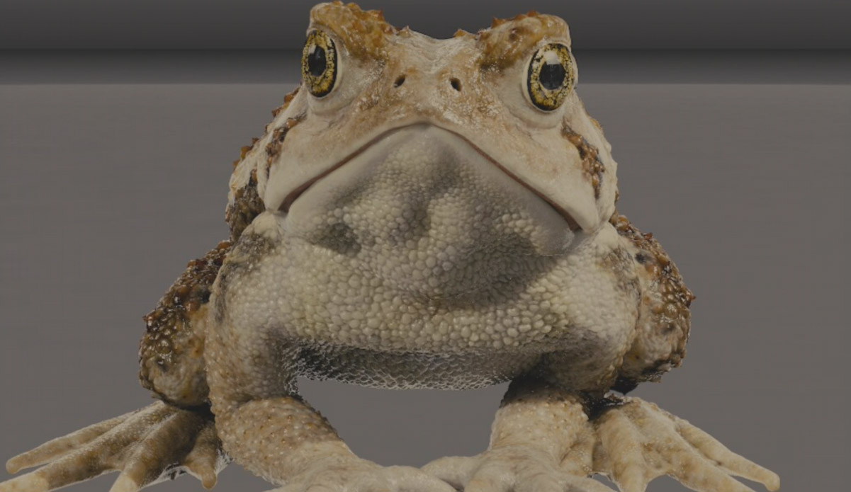 toad03.jpg
