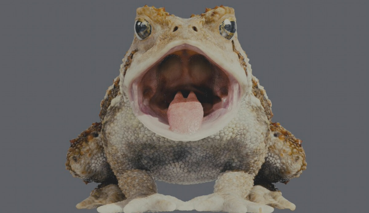 toad04.jpg