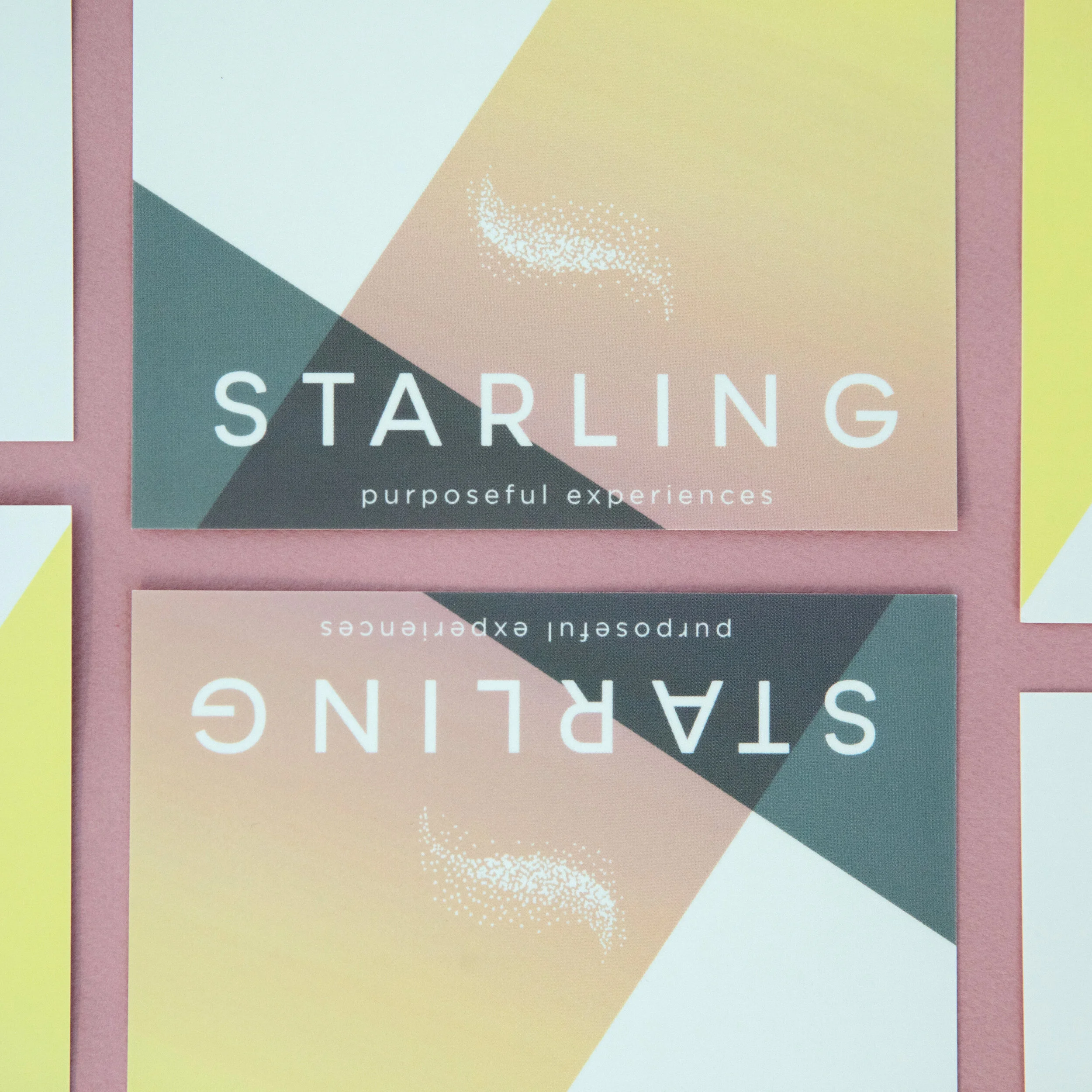 Starling-Paper-9344-Edit.jpg