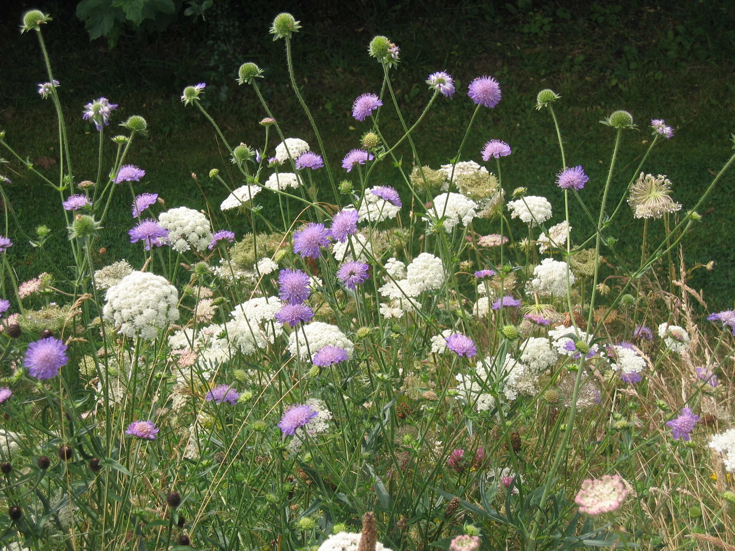 Galway Bridgits Garden JUL2008 026.jpg