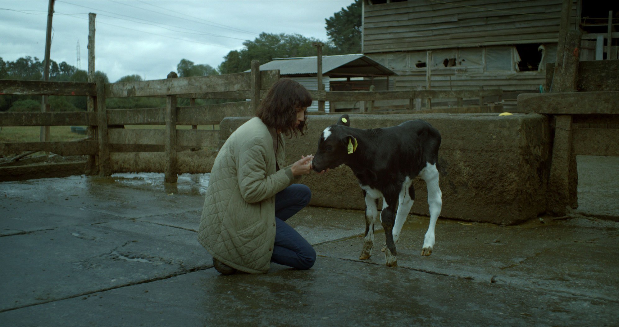 CowWhoSang_still_067(1).jpg