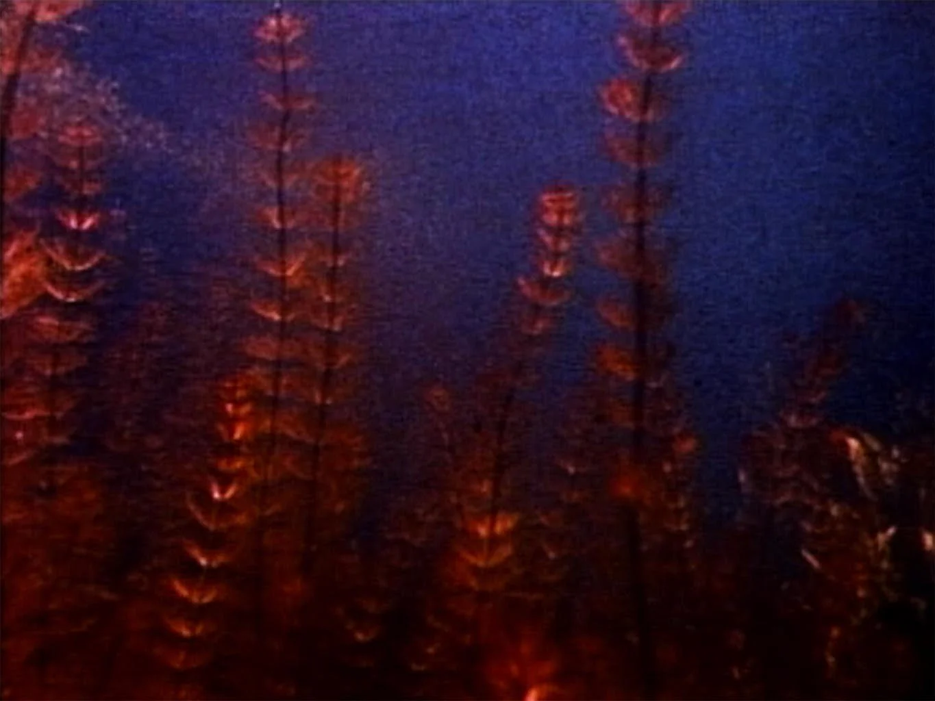 5th Ave Presents Experimental Plantlife: A Collection of 16mm Shorts from Canyon Cinema