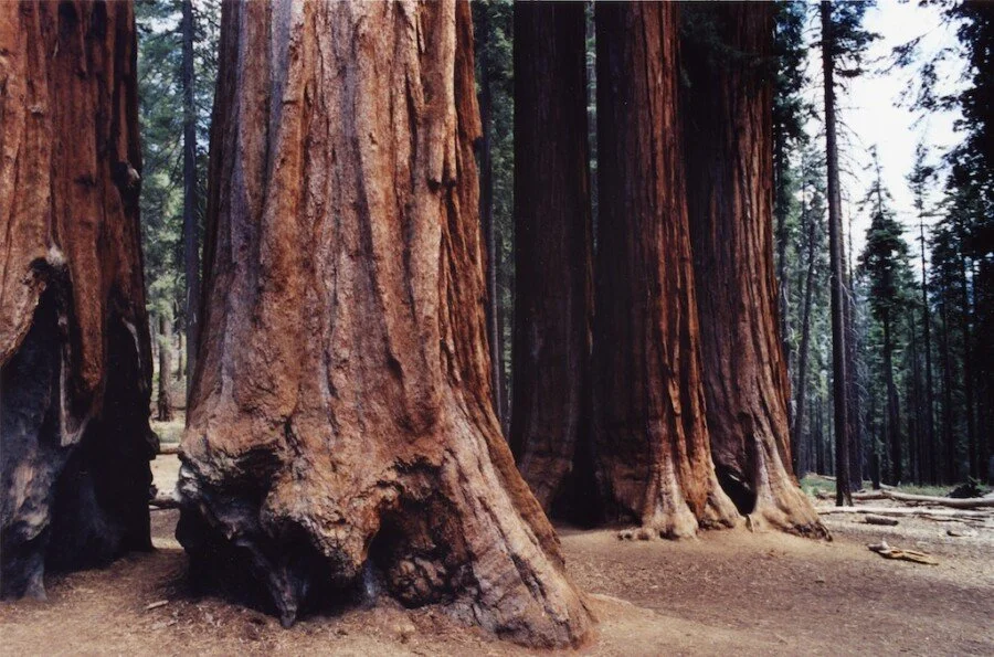 sogobi-2002.jpg