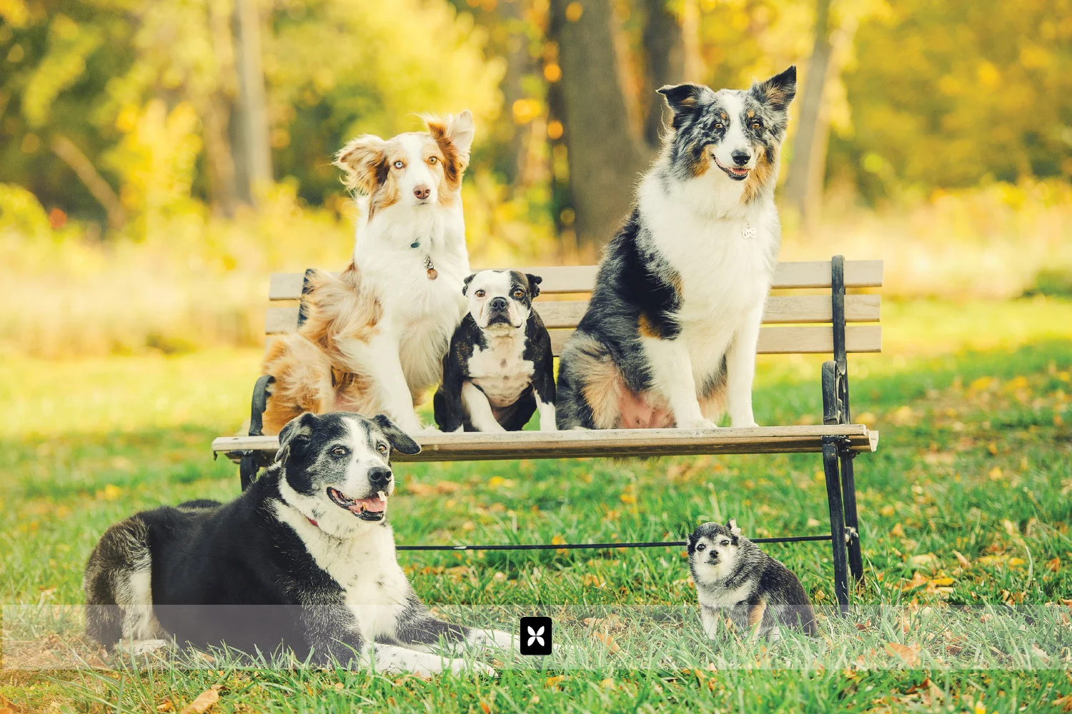 The Dog House | Northwest Arkansas Commercial Photography