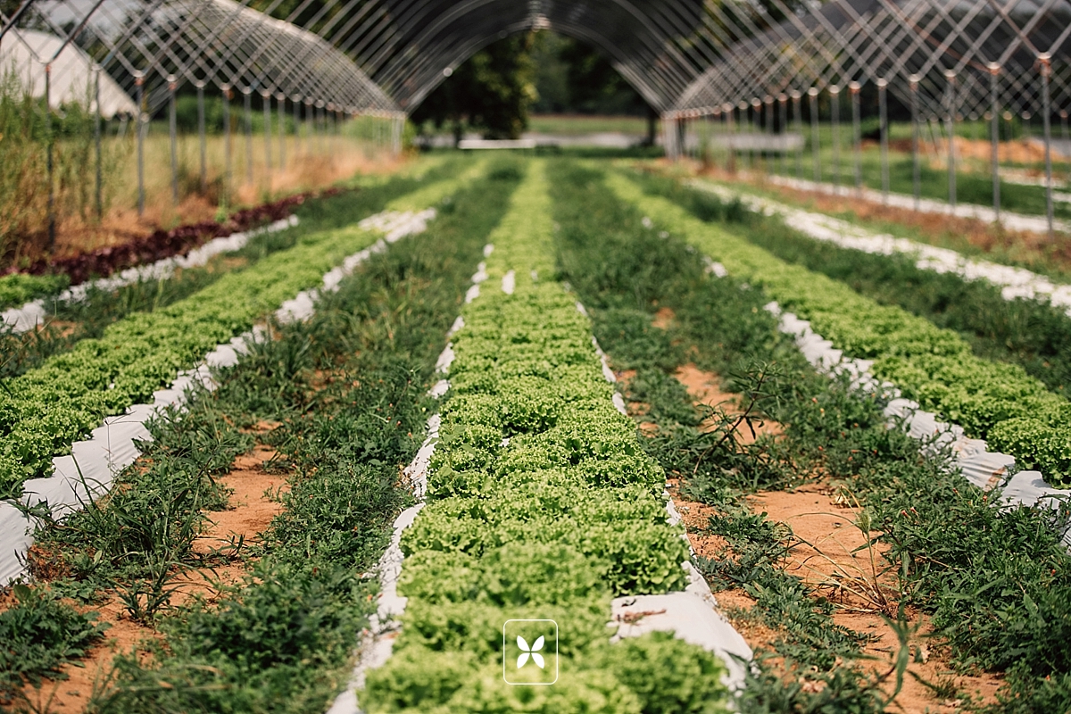 novo studi - etalia press - rooted central arkansas farm to table_0098.jpg