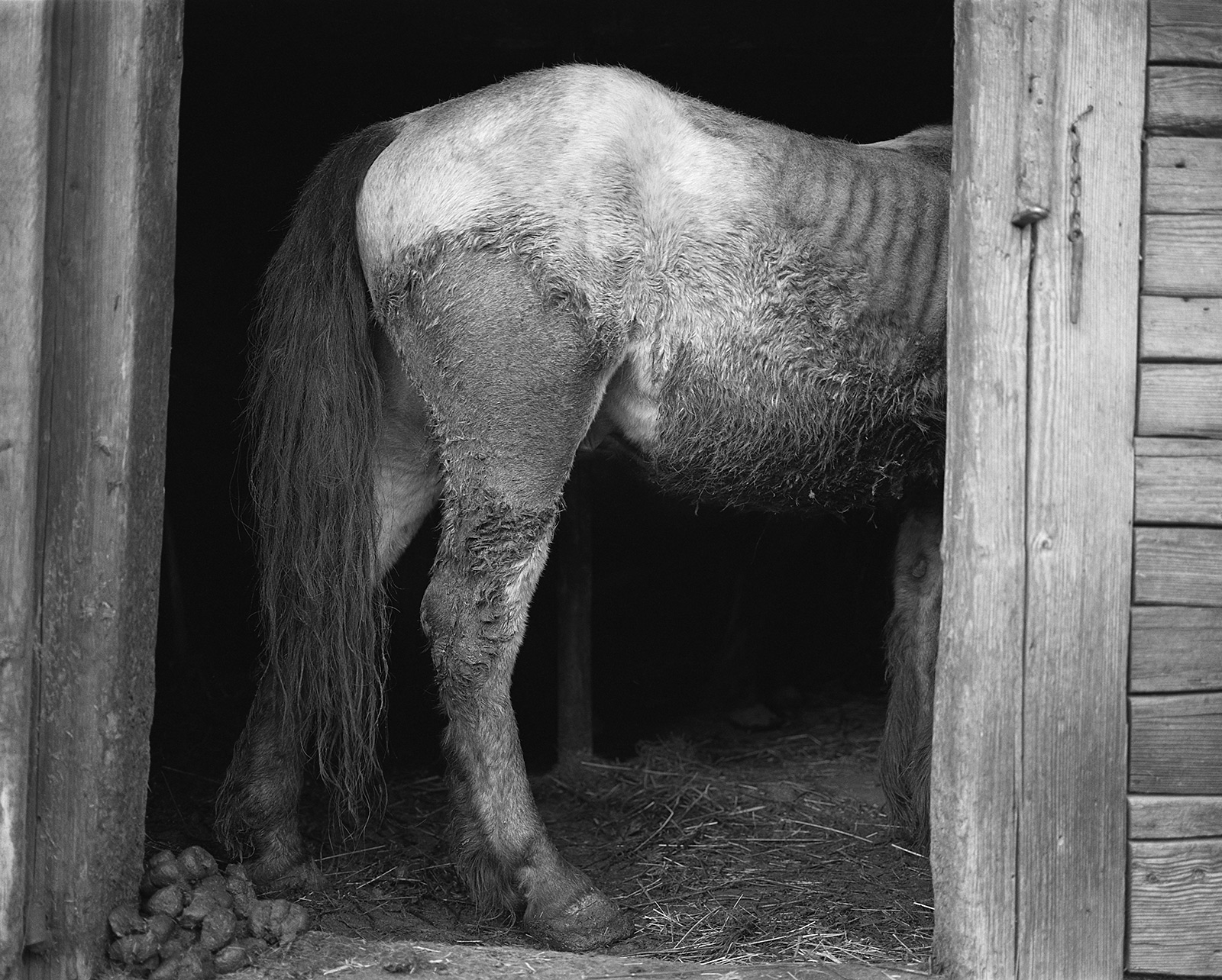 The Color of Hay — KATHLEEN LARAIA McLAUGHLIN