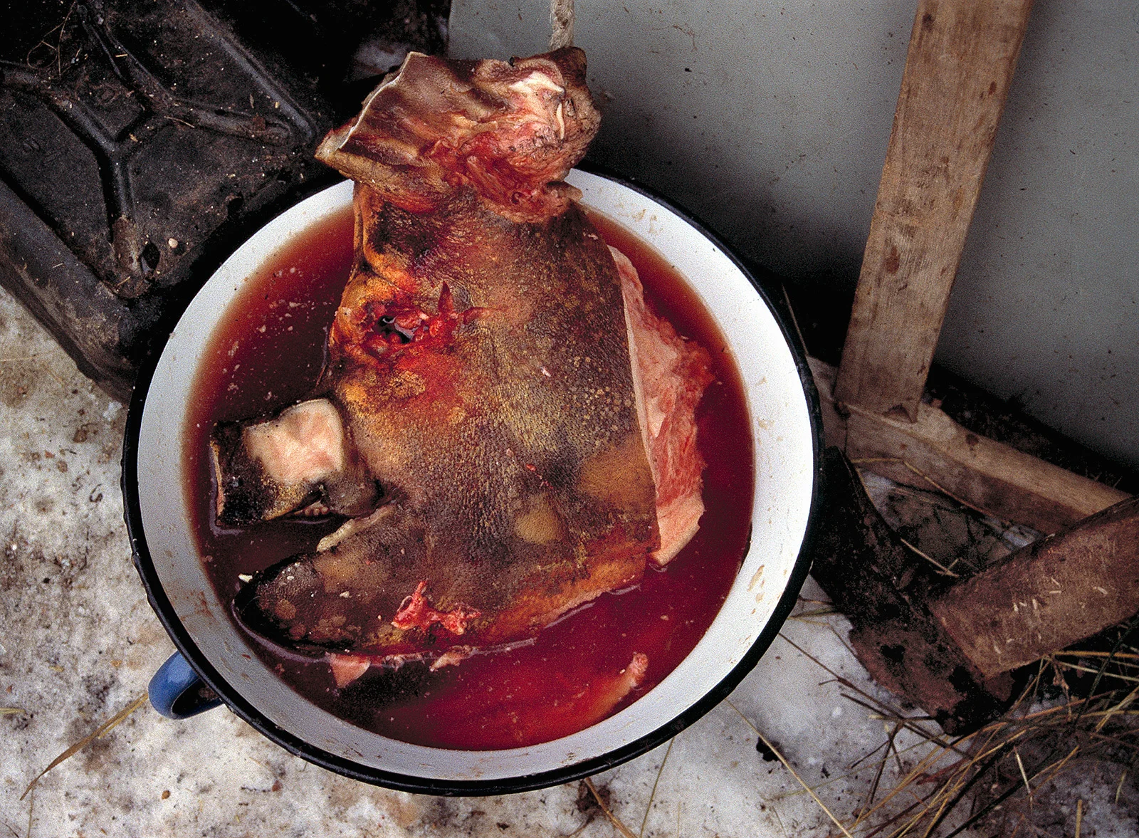 Pig Head, Sîrbi