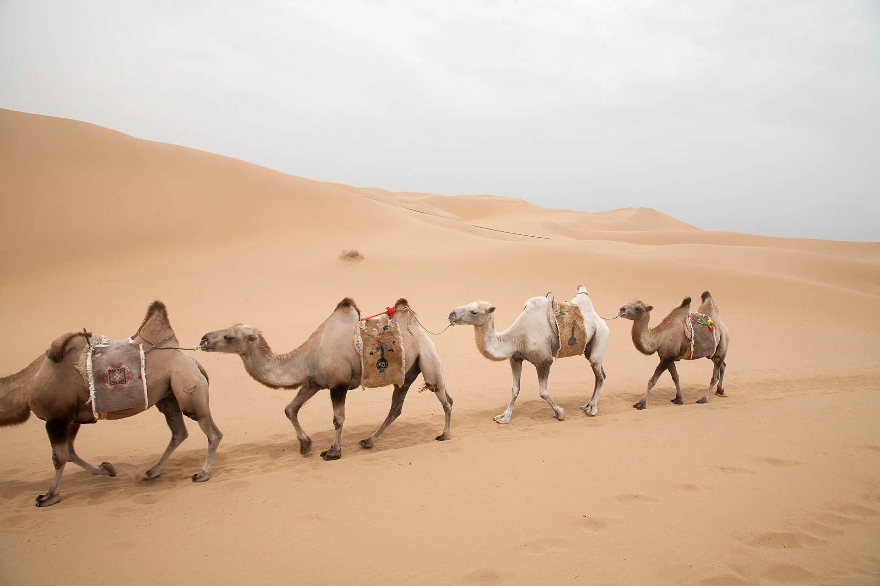 Camels in Route
