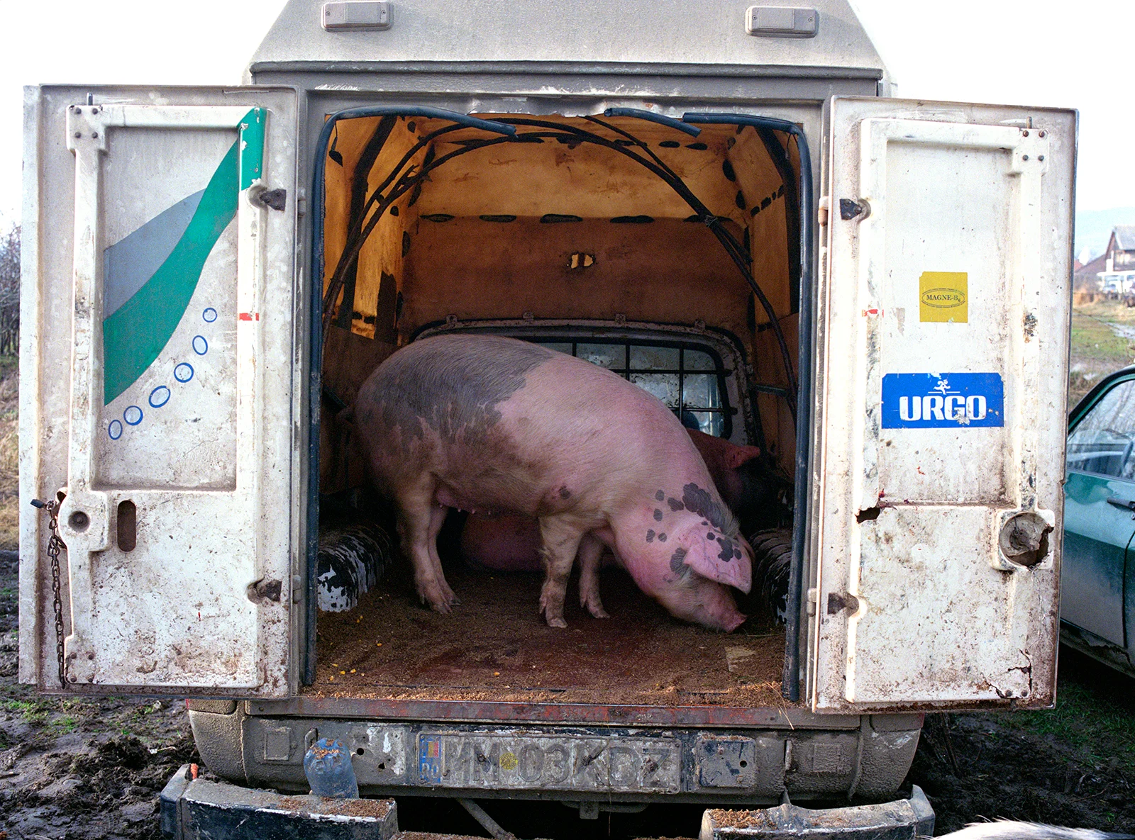 Pig.jpg