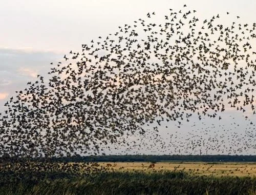 flock of birds.jpg