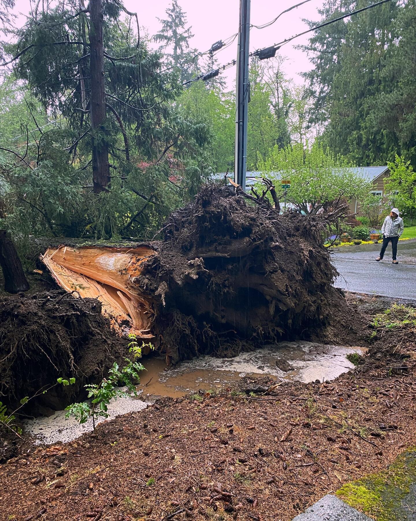 We had an eventful day yesterday. One of the big fir trees in our front yard fell over, roots &amp; all! We&rsquo;re sad to lose such a big, beautiful tree, but incredibly grateful that, remarkably, no one was hurt.🙌🏻
&bull;
The 3rd shot shows what