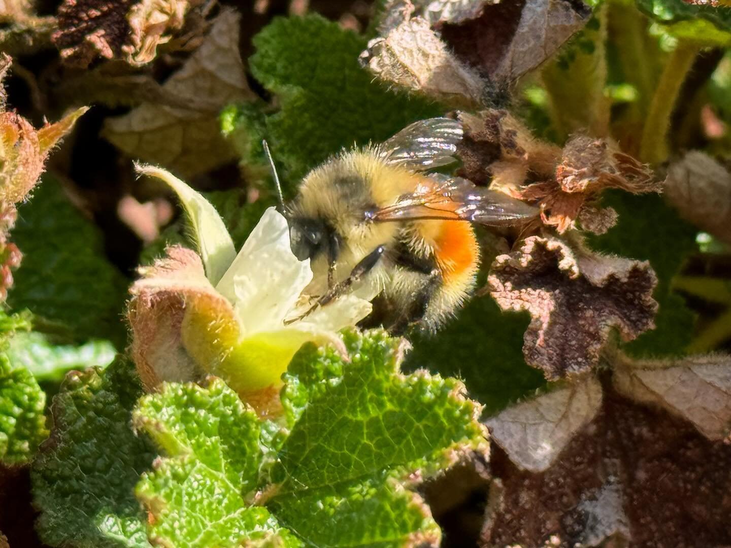 Enjoying the heck out of watching this lovely bumblebee live its best life.🐝🌞🙌🏻