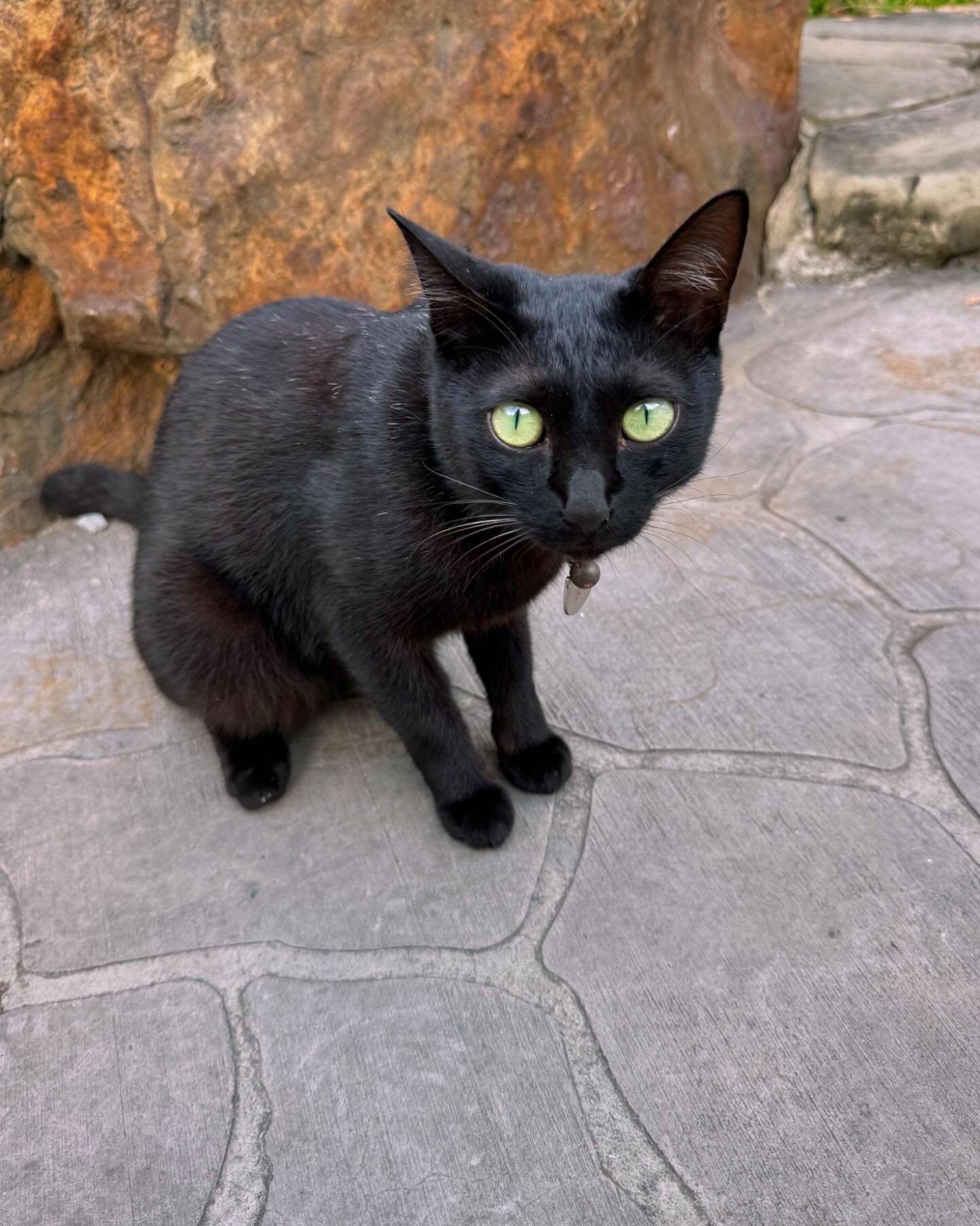 Sadly, I&rsquo;ve only encountered one kitty on this trip, but she was an absolute cutie!😻 #CatsOfTaiwan