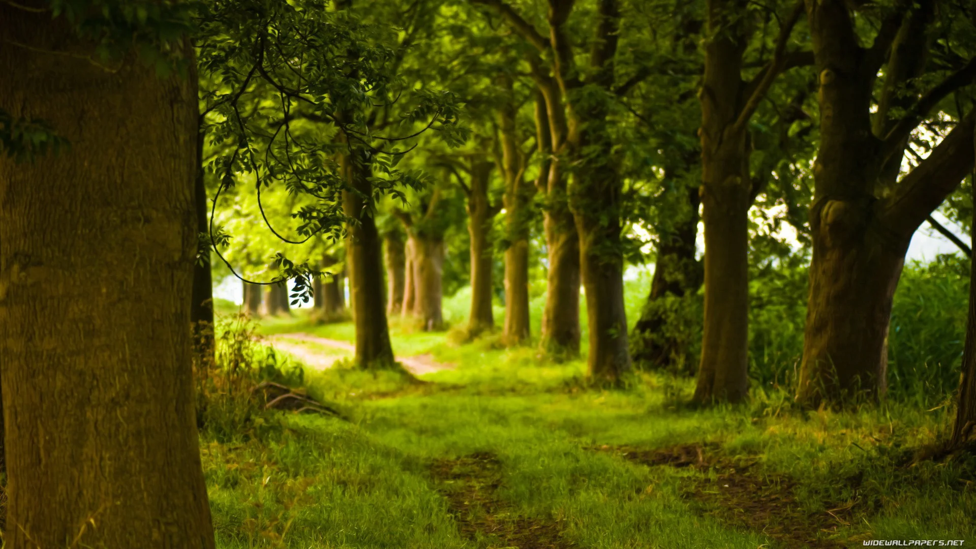 nature5.jpg