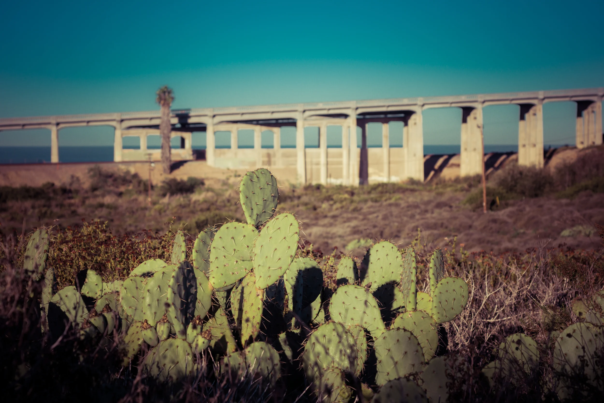 2015_NTorryPines_PFR-sm-2.8b.jpg