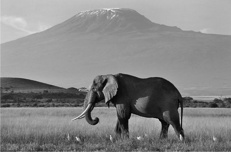 el klimanjaro.jpg