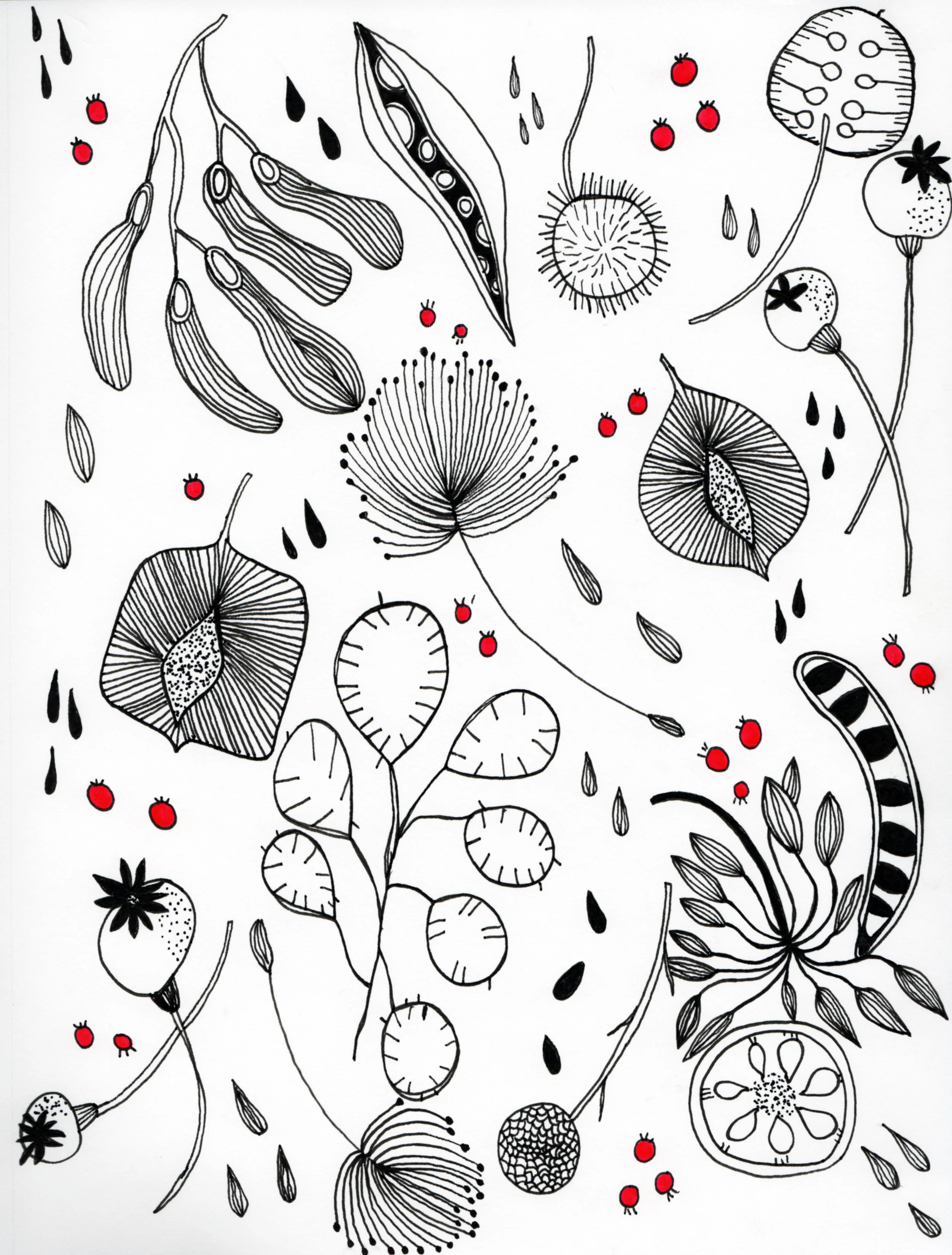 Seed Pods Draw/Paint 366