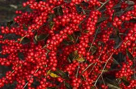 "Berry" Elegant...