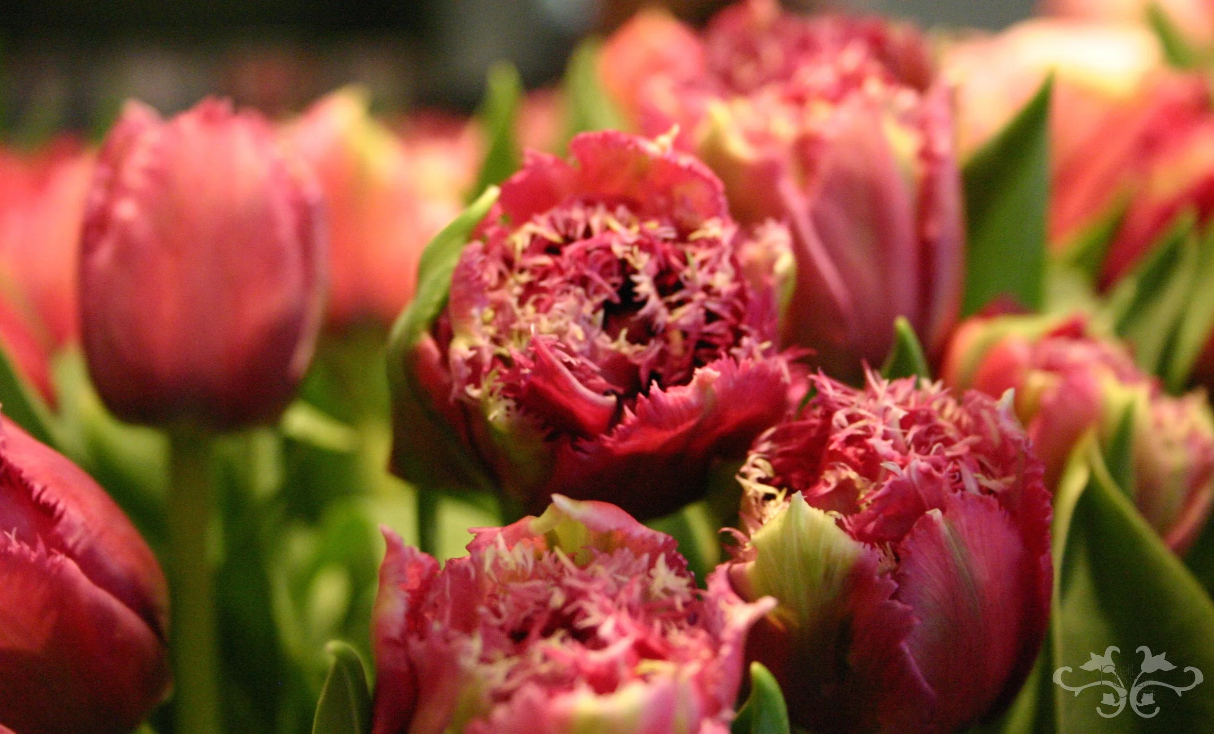 Double, Parrot and Fringe Tulips