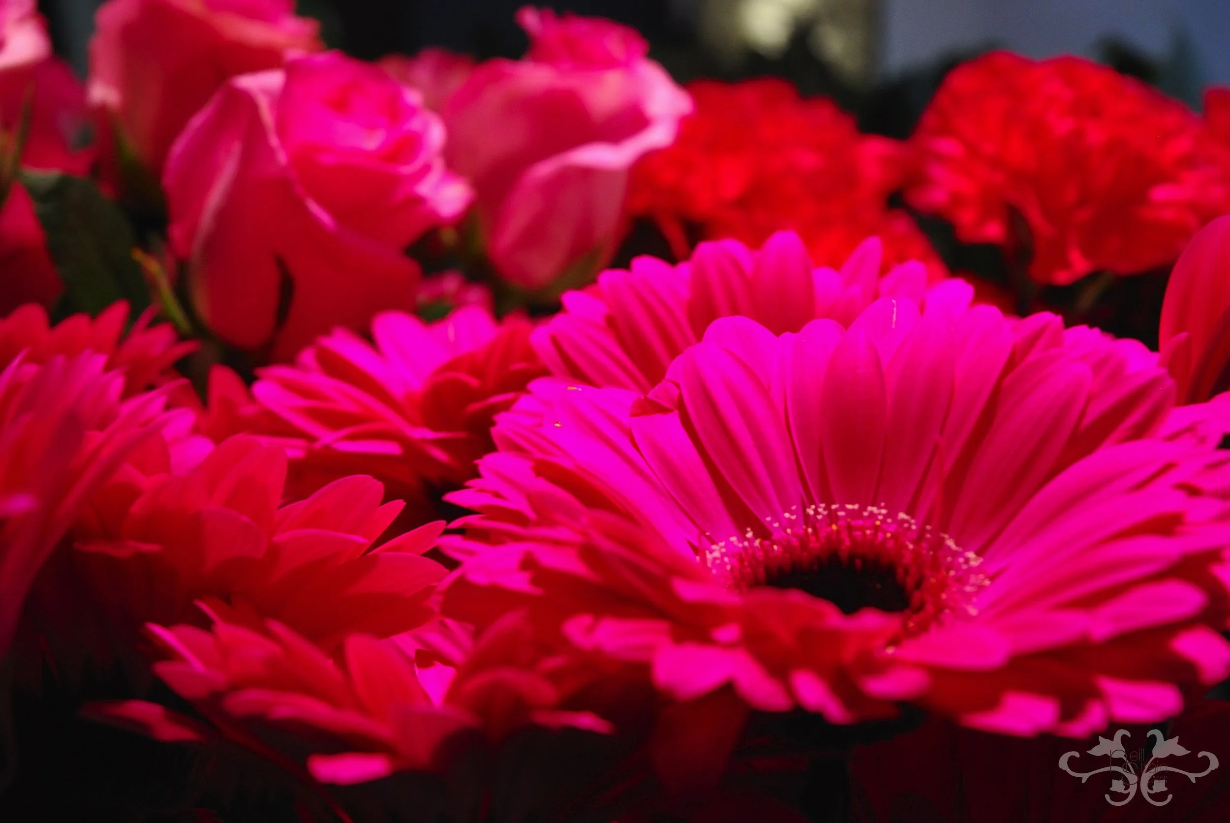 Gerberas, Roses and Carnations